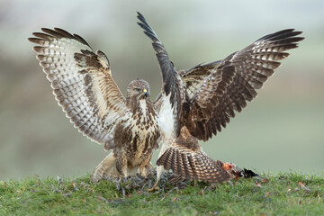 Wall Mural - two common buzzards fighting over a pheasant with wings outstretched and a green background.