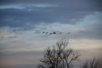 Poster - Flock of Geese Over a Field