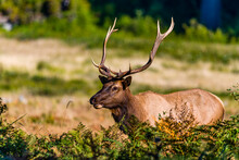 Elk In Redwood National Park