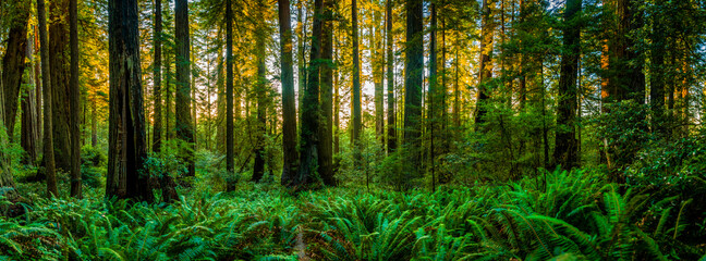 Forest view in Redwood National Park