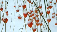 Red Physalis Under The Snow In Winter Close-up
