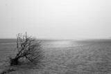 Fototapeta Na ścianę - A barren tree in beach in winter