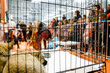 dog puppies lying and locked in a cage at a pet trade show among a crowd of people