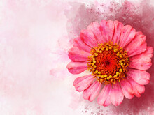 Painted Pink Zinnia Flower. Watercolor Background Illustration Set.