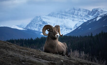 A Big Horned Sheep On A Mountain In Jasper National Park