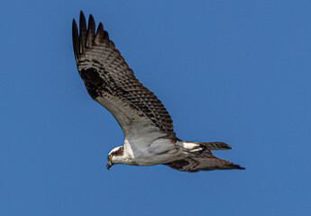 Osprey in flight looking for food