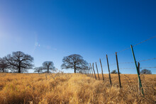 Texas Farmland, Grassland Landscape On A Beautiful, Sunny Winter Day. Bright Blue Sky With Copy Space.