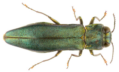 Agrilus angustulus is a species of jewel beetles of the family Buprestidae. Dorsal view of metallic wood-boring beetle isolated on white background.