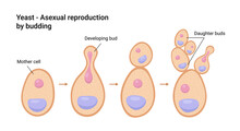 Vector Illustration Of Yeast. Asexual Reproduction By Budding