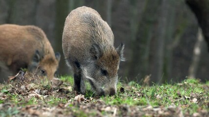 Wall Mural - closeup youngs wild boar sus scrofa calm piggy looking for nutriment in dark woods. wildlife tranqui