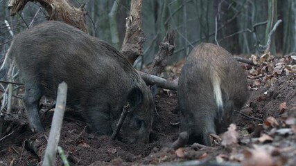 Wall Mural - closeup youngs wild boar sus scrofa calm piggy looking for nutriment in dark woods. wildlife tranqui
