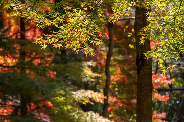 Wall Mural - Best beautiful picture of colorful maple leaves