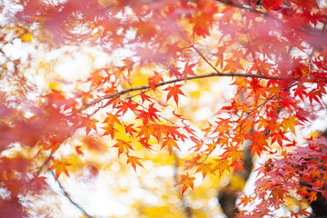 Wall Mural - Best beautiful picture of colorful maple leaves
