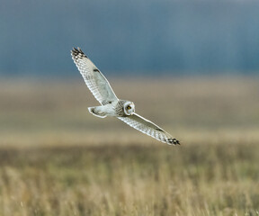  Short-eared Owl Flying Over Field in Fall