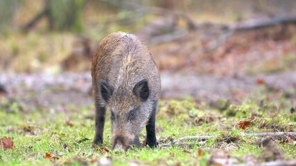 Wall Mural - closeup young wild boar sus scrofa calm piggy looking for nutriment in dark woods. wildlife tranquil