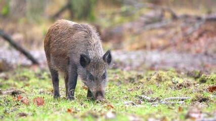Wall Mural - closeup young wild boar sus scrofa calm piggy looking for nutriment in dark woods. wildlife tranquil