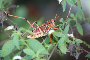 Wall Mural - Eastern Lubber Grasshopper