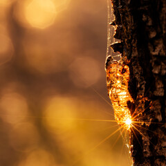 Setting sun hitting tree sap and creating sunstar