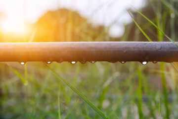 Wall Mural - close-up of the branches covered with rain in the garden. the morning glow