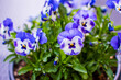 Purple violets flowers, wild pansy 