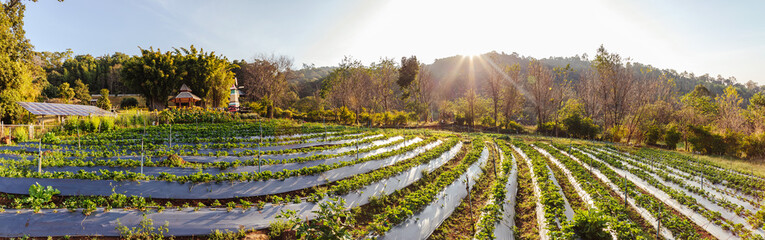 Wall Mural - Strawberry field on mountain garden in thailand