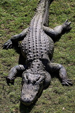 American Alligator Sunning Itself On The Bank.