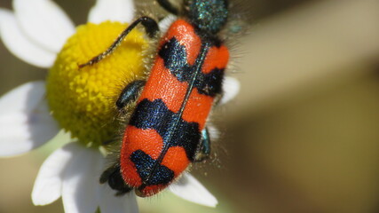 Canvas Print - Trichodes apiarius