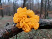 Goldgelber Zitterling - Golden Jelly Fungus