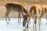 Wild male Saiga antelopes or Saiga tatarica in steppe