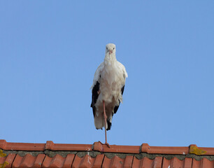 Canvas Print - Stork sitting on a rooftop, light blue sky