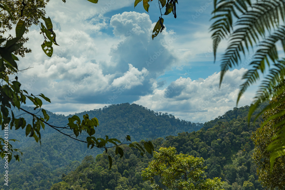 Jungle and trees of North Sumatra, in Gunung Leuser National Park, in a hot, wet and windy day, surrounded by little bees flying everywhere. - obrazy, fototapety, plakaty 