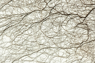 white wall with climbing plant roots