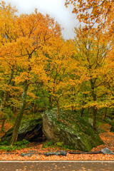 Wall Mural - Fall Foliage - Vermont