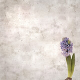 Fototapeta Lawenda - square stylish old textured paper background with flowering Hyacinth