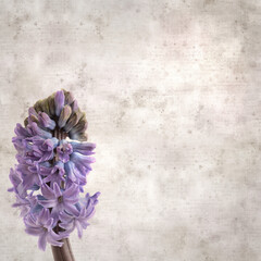  square stylish old textured paper background with flowering Hyacinth