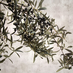 Wall Mural - stylish textured old paper background with olive tree branches 