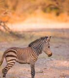 Fototapeta Konie - CEBRA DE MONTAÑA (Equus zebra), Fauna de África