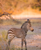 Fototapeta Konie - CEBRA DE MONTAÑA (Equus zebra), Fauna de África