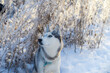 Dog husky breed walks in winter snowy forest on a sunny afternoon 
Serious male husky leader looks like a wolf
snow falls on his head and shines frost