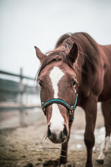 Wall Mural - Cute young quarter horse equine standing outside in winter, curious and happy