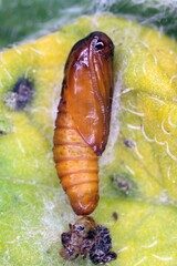 Wall Mural - Pupa of tortrix moths (family Tortricidae) ona a leaf. It is pest of plants. 