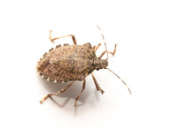 Macro Bug Isolated Picromerus Bidens.