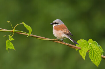 Red-backed shrike, Lanius collurio. A male bird sits on a branch on a beautiful green background