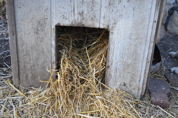 Poster - Doghouse Insulation