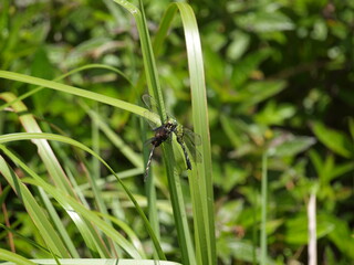 brown and green dragonfly on a green leaf