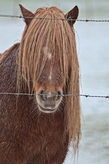 long-haired pony horse in cold snow winter-like landscape, in a farmers field