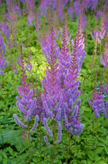 Wall Mural - Astilbe chinensis pumila or false goat's beard with purple flowers vertcial