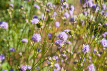 Knautia Arvensis Or Field Scabious Purple Summer Flowers Background 