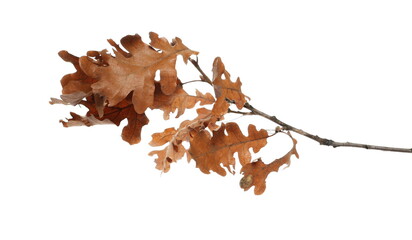 Dry oak tree branch and leaves isolated on white background