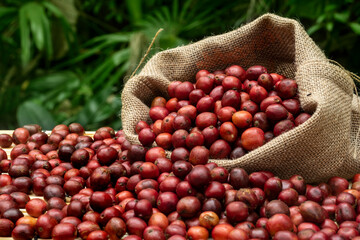 coffee cherries coffee beans and coffee cup